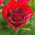 Rosa Vino Rosso
